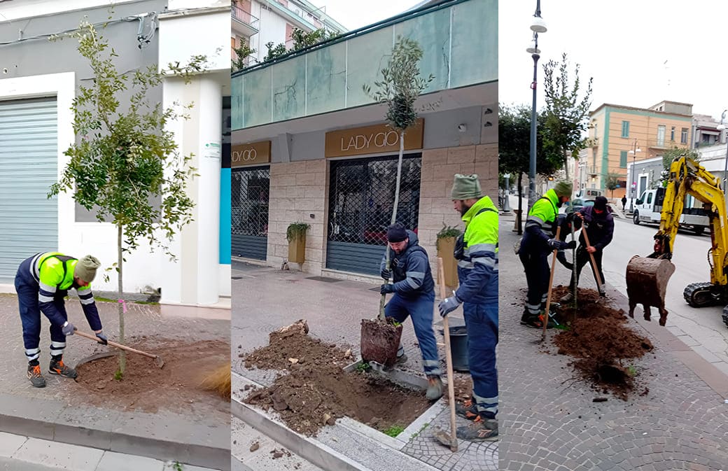 ambiente cer nuovi alberi 01