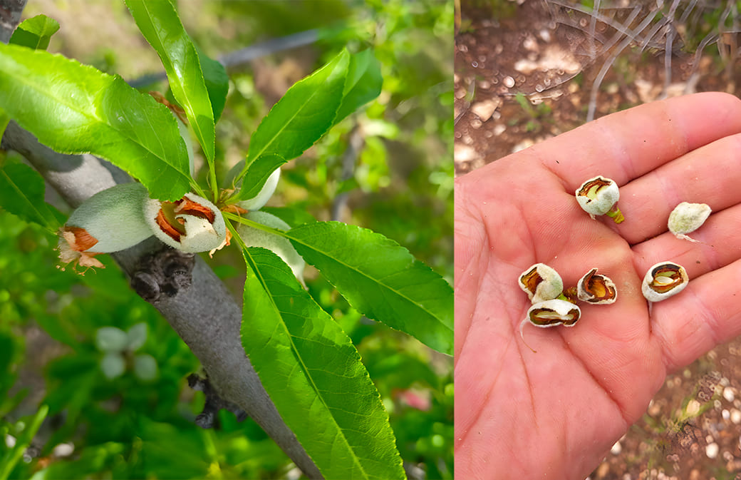 ambiente reg pappagalli 01