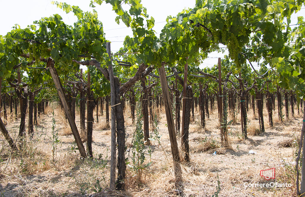 economia sfp campagna