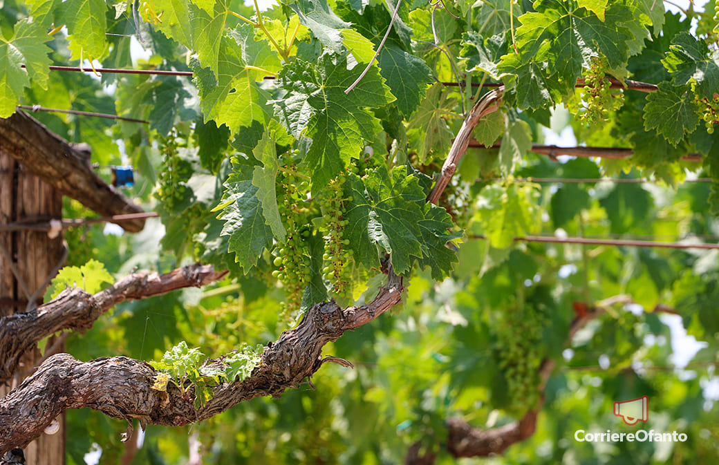 economia sfp campagna 02