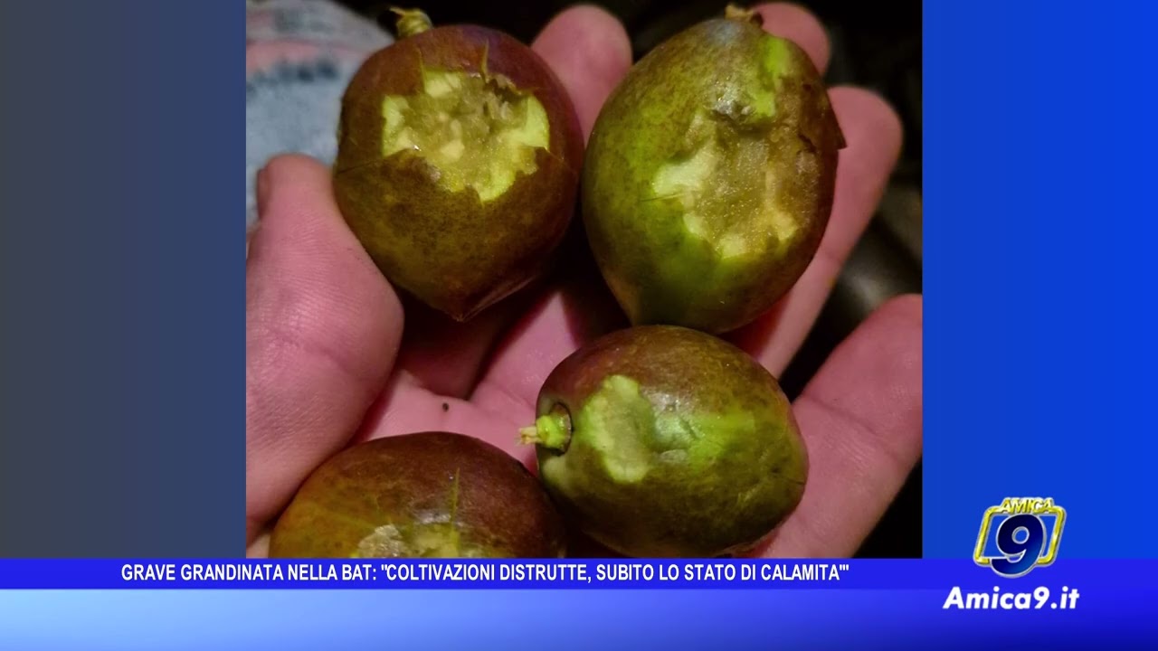 Grandinata nella BAT: coltivazioni distrutte. Appello immediato per lo stato di calamità