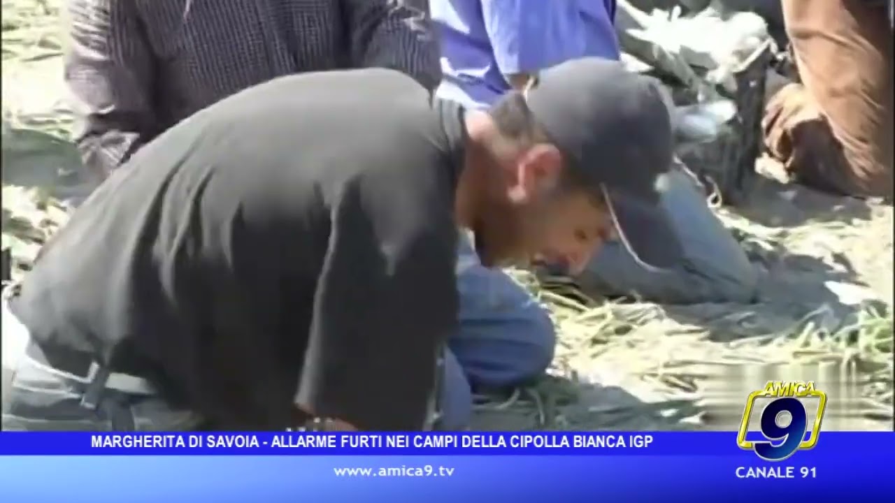 Allarme furti di semi nei campi della Cipolla Bianca di Margherita IGP