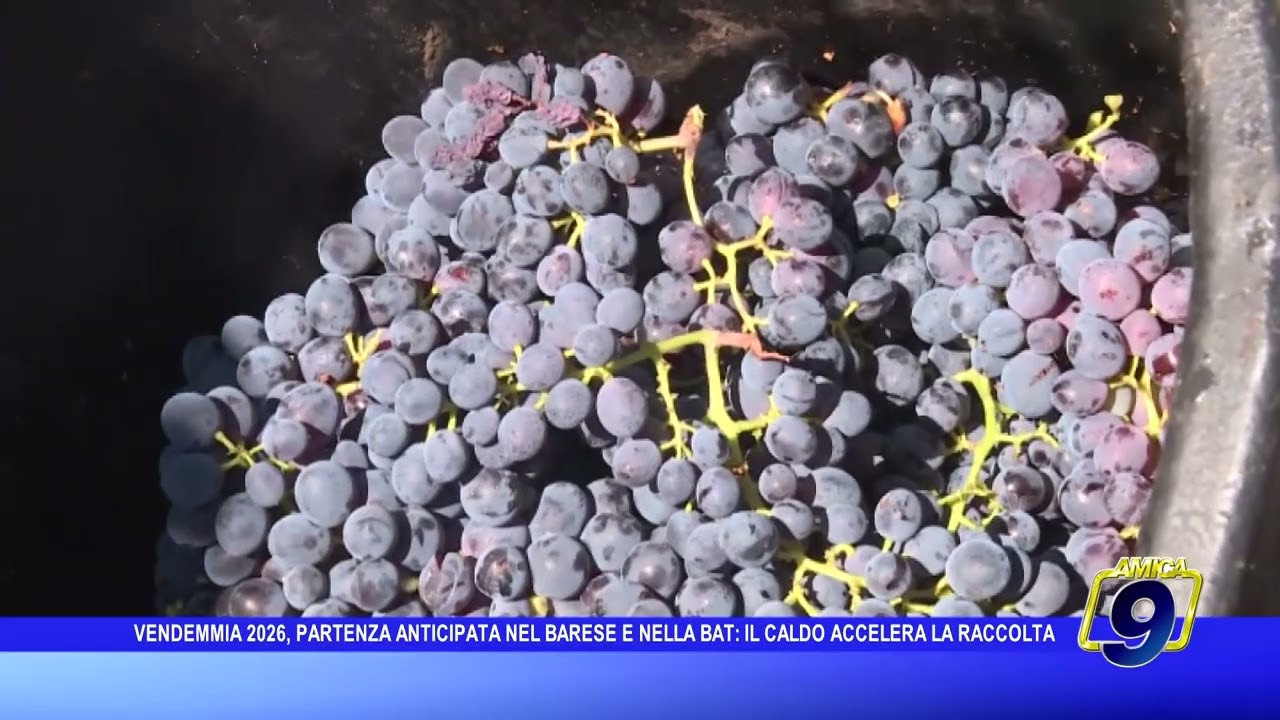 Vendemmia 2026, partenza anticipata nel barese e nella BAT: il caldo accelera la raccolta